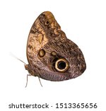 Caligo Rurilochus  Butterfly...