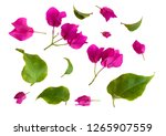 Set Of Bougainvillea Flowers...