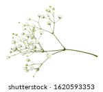 Closeup of small white gypsophila flowers isolated on white