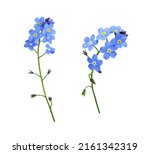 Set of blue forget me not...