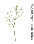 Small white gypsophila flowers...