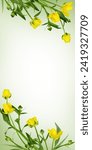 Yellow wild ranunculus flowers...