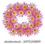 Pink chrysanthemum flowers in a ...