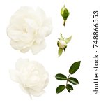 Set Of White Rose Flowers  Buds ...