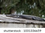 Florida Alligator Resting On A...