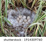 Muscovy Duck Egg Filled Nest Is ...