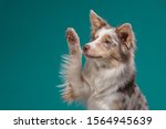 happy dog waves paw. Border Collie on a blue background. Pet in the studio