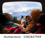 dogs camping in the car. Nova Scotia Duck Tolling Retriever and Jack Russell Terrier in the luggage compartment. Pets on vacation.