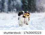 two dogs in the winter in the snow. Springer Spaniel plays in snow nature, outdoors