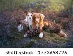 Small photo of two dogs in the colors of heather hags. jack russell terrier and Nova Scotia Duck Tolling Retriever in the forest peeps