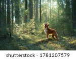 Dog In Forest On A Log . Red...