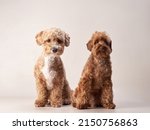 Small photo of two red maltipoo on a beige background. curly dogs in photo studio. Maltese, poodle