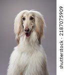 Small photo of funny dog on a grey background. Fawn Afghan Hound in studio