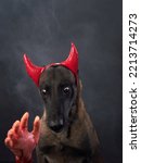 Small photo of malinois dog with halloween decoration, Hand. pet with devilish horns