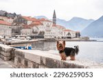 A small dog on the embankment, on the bay, among the mountains. Handsome yorkshire terrier in the city