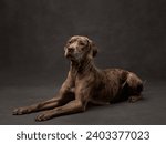 Small photo of A brindle-coated dog lies down, its gaze diverted, against a grey studio backdrop