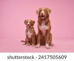 Small photo of Two Nova Scotia Duck Tolling Retrievers sit together, pink background. A mature dog and its puppy counterpart share a moment in a sweet studio portrait
