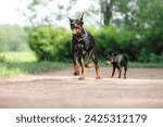 Small photo of A poised Doberman Pinscher and its miniature counterpart stand alert on a gravel path, showcasing their sleek forms and attentive stances