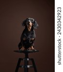 Small photo of A poised Dachshund dog presents with glossy black and tan fur, perched regally upon a studio stool. The dignified stance and clear gaze of the dog command attention
