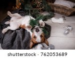 Pet Christmas. Dog playing with toys and lying. Jack Russell Terrier in holiday, resting