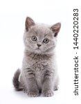 Gray british cat kitten ...