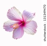 A Pink Hibiscus Flower Isolated ...