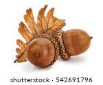 Dried acorns with oak leaf...