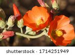 Desert Globemallow Blooms And...