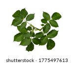 Green rose leaves isolated on white background