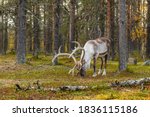 Wild reindeer grazing in pine forest in Lapland at autumn, Northern Finland. Beautiful male deer portrait
