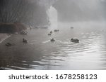 Many Ducks Swimming Across Mist ...