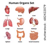 Realistic Human Organs Set...