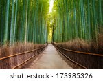 Bamboo Forest In Japan ...