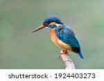 Female Of Common Kingfisher ...
