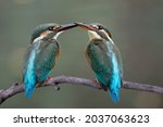 Pair Of Common Kingfisher...
