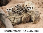 Meerkat Family Are Sunbathing.
