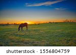 Thoroughbred Horses Grazing At...
