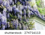 Beautiful Wisteria Growing On A ...