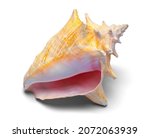Large Conch Shell Cut Out on White.