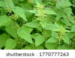 Blooming nettle dioica (Urtica dioica L.)