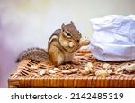 Small Chipmunk Nibbles On A...