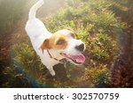 Jack Russel Parson Terrier
