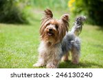 Yorkshire terrier playing in the park on the grass