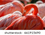 Detail Of Flamingo Head With...
