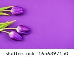 Purple tulips frame stock images. Purple tulips on a violet background. Spring floral decoration. Spring flower isolated on a purple background with copy space for text