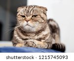 Small photo of Serious cat Scottish fold lying on blue sofa neatly folded his paws and a haughty look, a soft background of a white wall and a window. Close-up.
