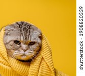Offended Scottish Fold Cat In A ...