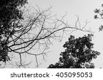 Silhouette Dry Tree Branch With ...