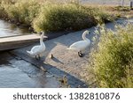 Small photo of Swan family going ashore after bathing