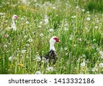 Small photo of bird muscovy duckin the field with faded dandelions